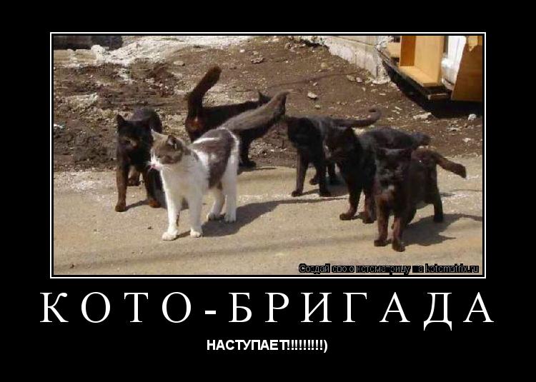 Кото-бригада НАСТУПАЕТ!!!!!!!!!)... Котоматрица: Кото-бригада НАСТУПАЕТ!!!!!!!!!)