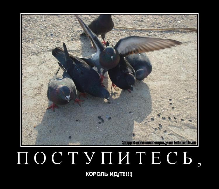 Поступитесь, КОРОЛЬ ИДЁТ!!!!!)... Котоматрица: Поступитесь, КОРОЛЬ ИДЁТ!!!!!)