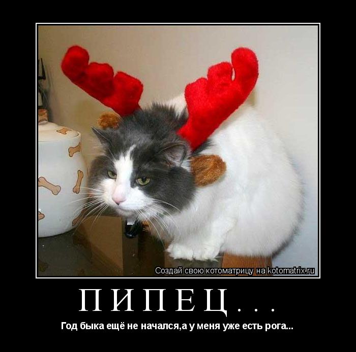 Котоматрица: Пипец... Год быка ещё не начался,а у меня уже есть рога...