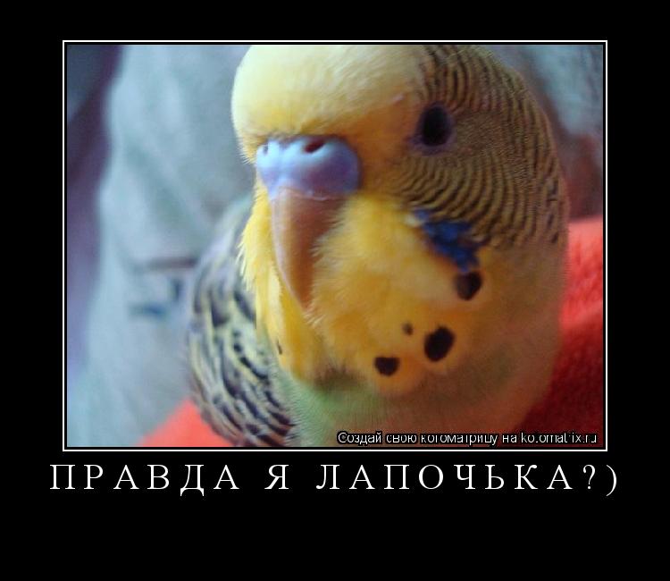 Котоматрица: ПРАВДА Я ЛАПОЧЬКА?) 