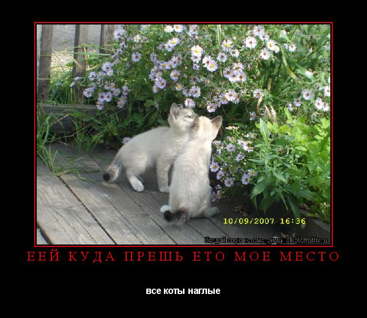 еей куда прёшь ето моё место все коты наглые... Котоматрица: еей куда прёшь ето моё место все коты наглые