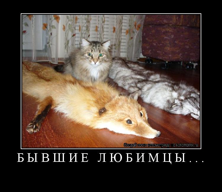 бывшие любимцы... ... Котоматрица: бывшие любимцы...