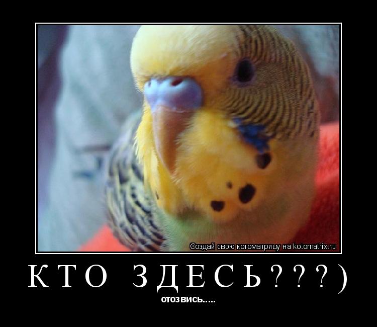 КТО ЗДЕСЬ???) отозвись........ Котоматрица: КТО ЗДЕСЬ???) отозвись.....