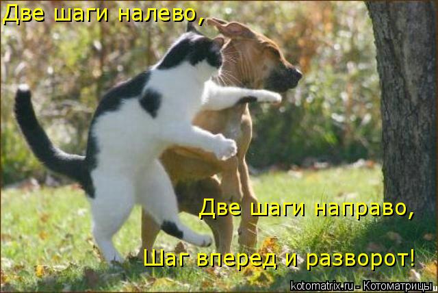 Котоматрица: Две шаги налево, Две шаги налево, Две шаги направо, Шаг вперед и разворот!