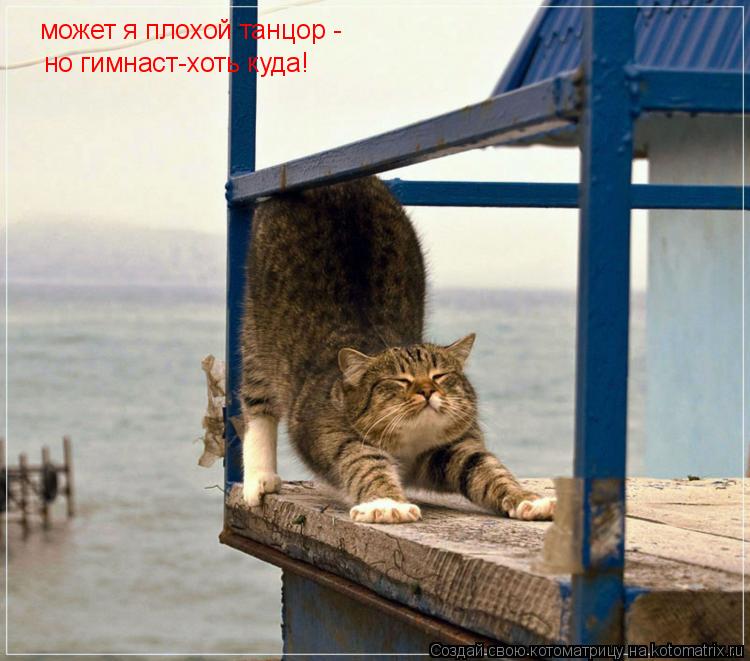 Котоматрица: может я плохой танцор - но гимнаст-хоть куда!