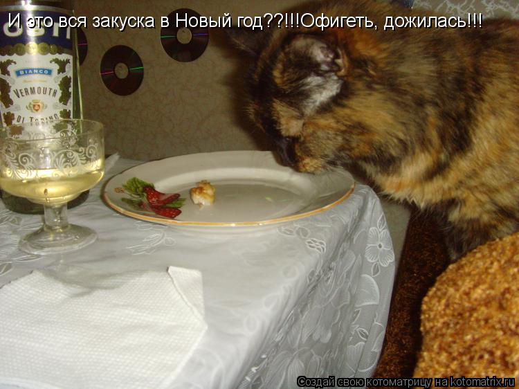И это вся закуска в Новый год??!!!Офигеть, дожилась!!!... Котоматрица: И это вся закуска в Новый год??!!!Офигеть, дожилась!!!