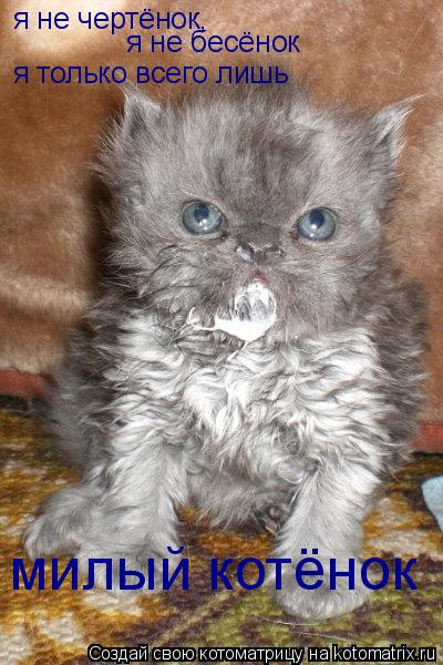 я не чертёнок, я не бесёнок я только всего лишь милый котёнок... Котоматрица: я не чертёнок, я не бесёнок я только всего лишь милый котёнок
