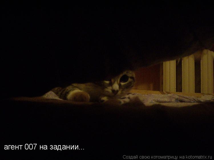 агент 007 на задании...... Котоматрица: агент 007 на задании...