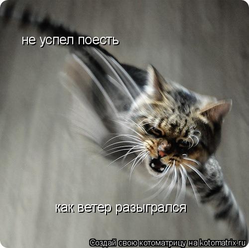 не успел поесть как ветер разыгрался... Котоматрица: не успел поесть как ветер разыгрался