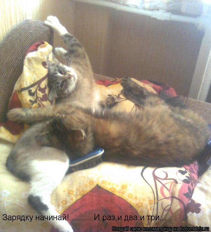 Зарядку начинай!...........И раз,и два,и три...... Котоматрица: Зарядку начинай!...........И раз,и два,и три...