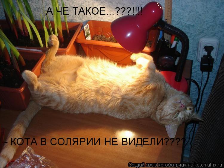 А ЧЕ ТАКОЕ...???!!!! - КОТА В СОЛЯРИИ НЕ ВИДЕЛИ????... Котоматрица: А ЧЕ ТАКОЕ...???!!!! - КОТА В СОЛЯРИИ НЕ ВИДЕЛИ????