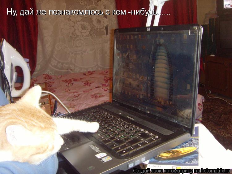 Ну, дай же познакомлюсь с кем -нибудь......... Котоматрица: Ну, дай же познакомлюсь с кем -нибудь......