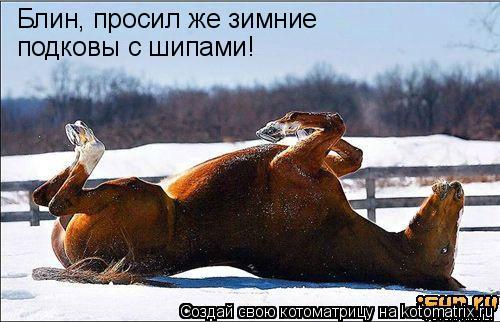 Блин, просил же зимние подковы с шипами!... Котоматрица: Блин, просил же зимние подковы с шипами!