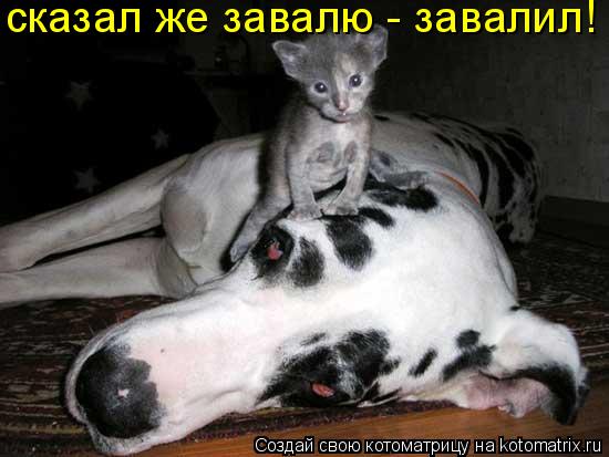 Котоматрица: сказал же завалю - завалил!