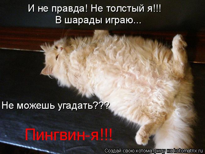 Котоматрица: И не правда! Не толстый я!!! В шарады играю... Не можешь угадать??? Пингвин-я!!!