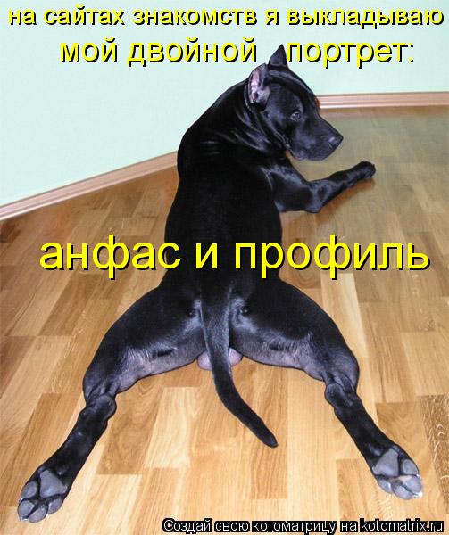 Котоматрица: на сайтах знакомств я выкладываю  мой двойной   портрет:  анфас и профиль