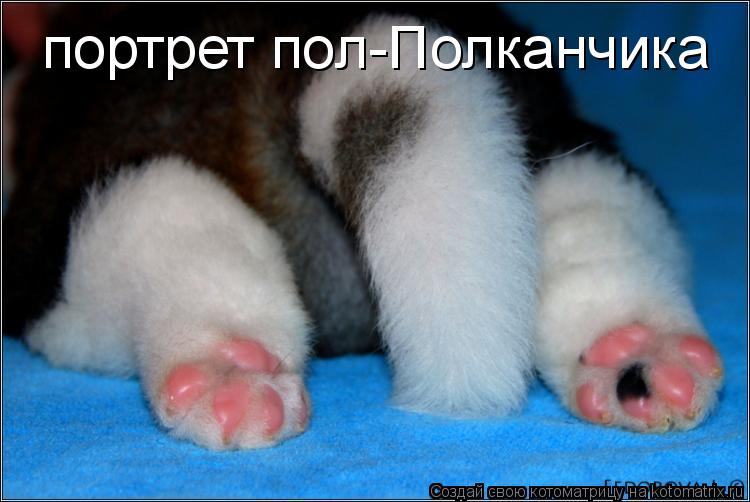 Котоматрица: портрет пол-Полканчика