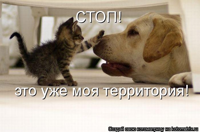 Котоматрица: СТОП! это уже моя территория!
