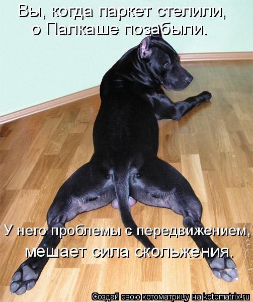 Котоматрица: Вы, когда паркет стелили, о Палкаше позабыли. У него проблемы с передвижением, мешает сила скольжения.