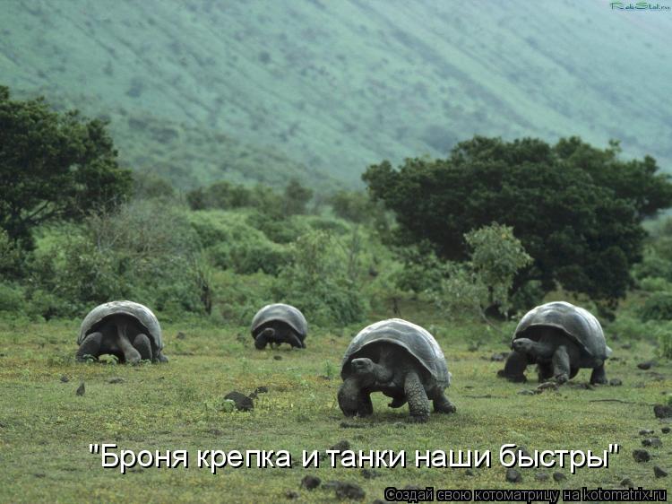 Котоматрица: "Броня крепка и танки наши быстры"
