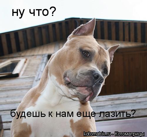Котоматрица: ну что? будешь к нам еще лазить?