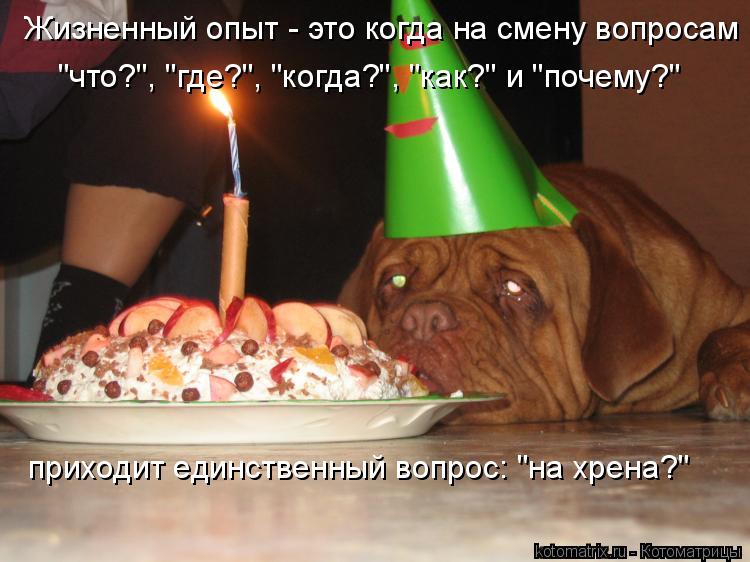 Котоматрица: Жизненный опыт - это когда на смену вопросам "что?", "где?", "когда?", "как?" и "почему?" приходит единственный вопрос: "на хрена?"