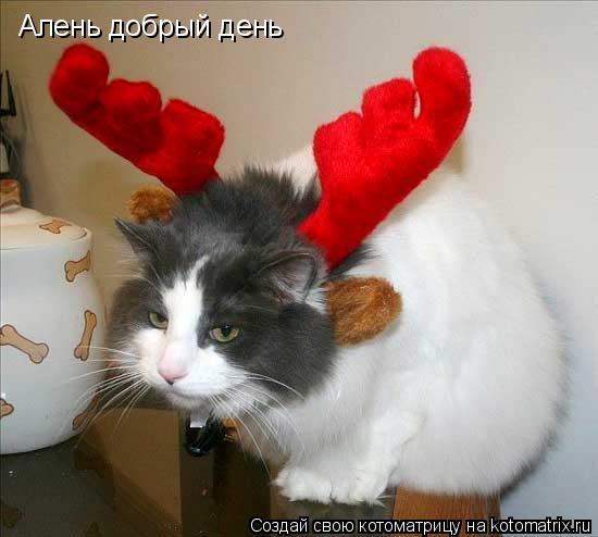 Котоматрица: Алень добрый день