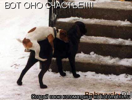 Котоматрица: ВОТ ОНО СЧАСТЬЕ!!!!
