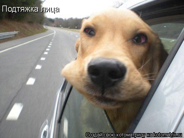 Котоматрица: Подтяжка лица
