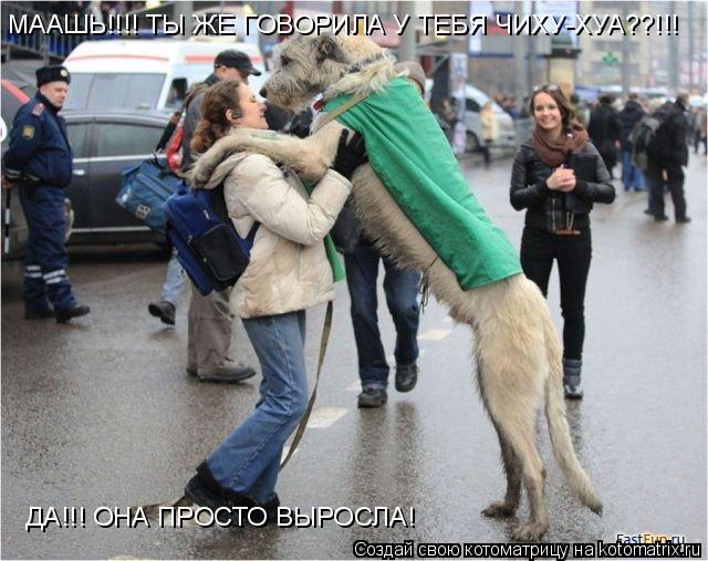 Котоматрица: МААШЬ!!!! ТЫ ЖЕ ГОВОРИЛА У ТЕБЯ ЧИХУ-ХУА??!!! ДА!!! ОНА ПРОСТО ВЫРОСЛА!