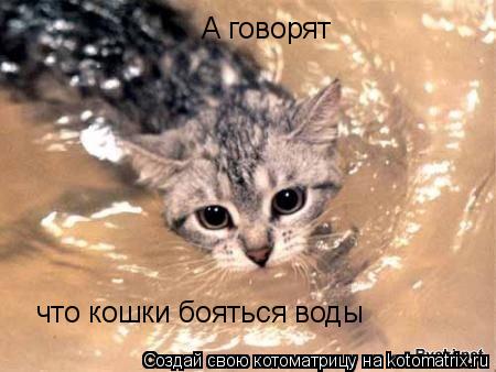 Котоматрица: А говорят что кошки бояться воды