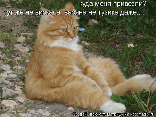 Котоматрица: куда меня привезли? тут же не вискаса, васяна не тузика даже.....!