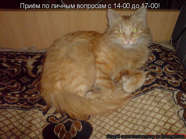 Котоматрица: Приём по личным вопросам с 14-00 до 17-00!