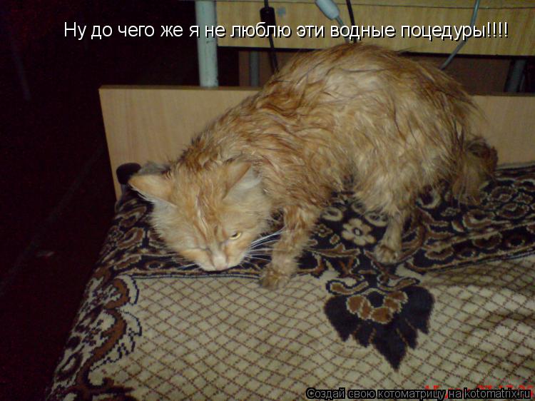 Котоматрица: Ну до чего же я не люблю эти водные поцедуры!!!!