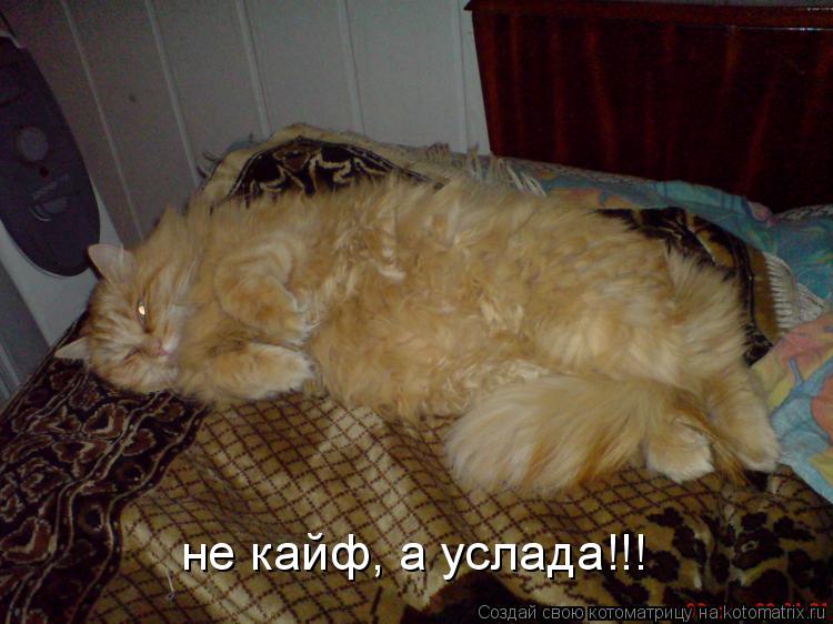 не кайф, а услада!!!... Котоматрица: не кайф, а услада!!!