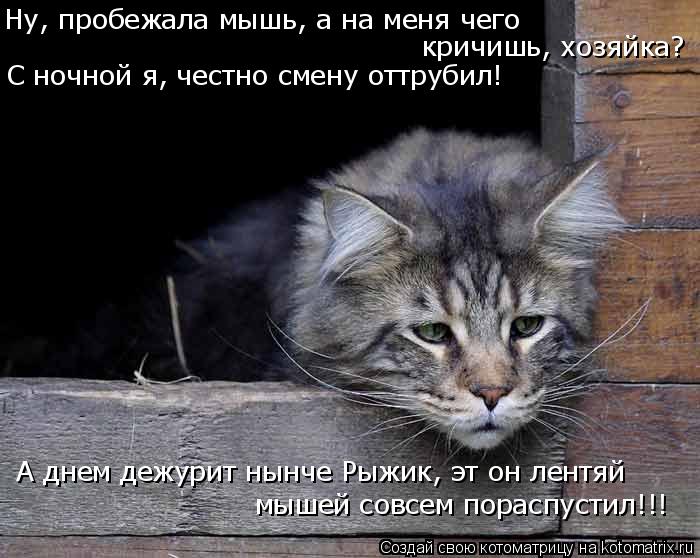 Котоматрица: Ну, пробежала мышь, а на меня чего  кричишь, хозяйка? С ночной я, честно смену оттрубил! А днем дежурит нынче Рыжик, эт он лентяй мышей совсем п