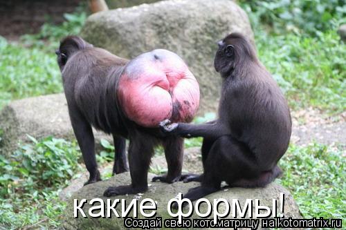 какие формы!... Котоматрица: какие формы!