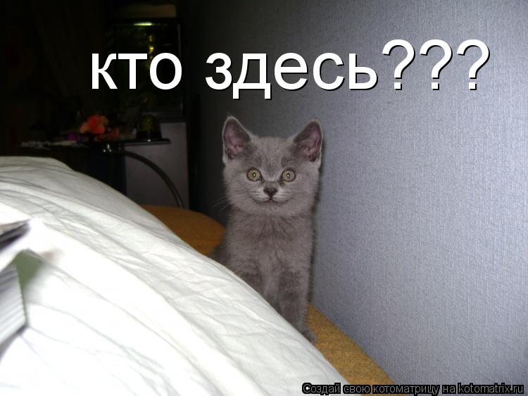кто здесь???... Котоматрица: кто здесь???