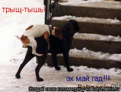 трыщ-тышь! эх май гад!!!... Котоматрица: трыщ-тышь! эх май гад!!!