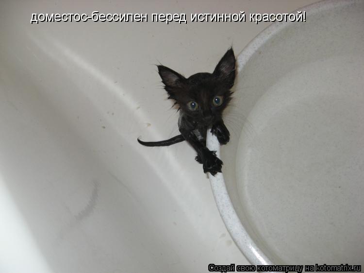 доместос-бессилен перед истинной красотой!... Котоматрица: доместос-бессилен перед истинной красотой!