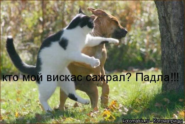 кто мой вискас сажрал? Падла!!!... Котоматрица: кто мой вискас сажрал? Падла!!!