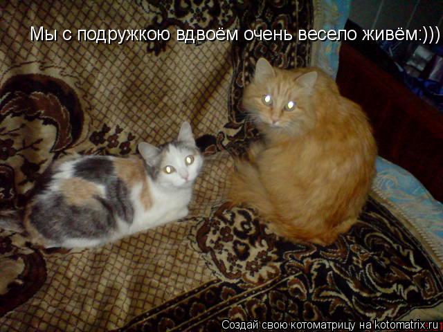 Мы с подружкою вдвоём очень весело живём:)))... Котоматрица: Мы с подружкою вдвоём очень весело живём:)))