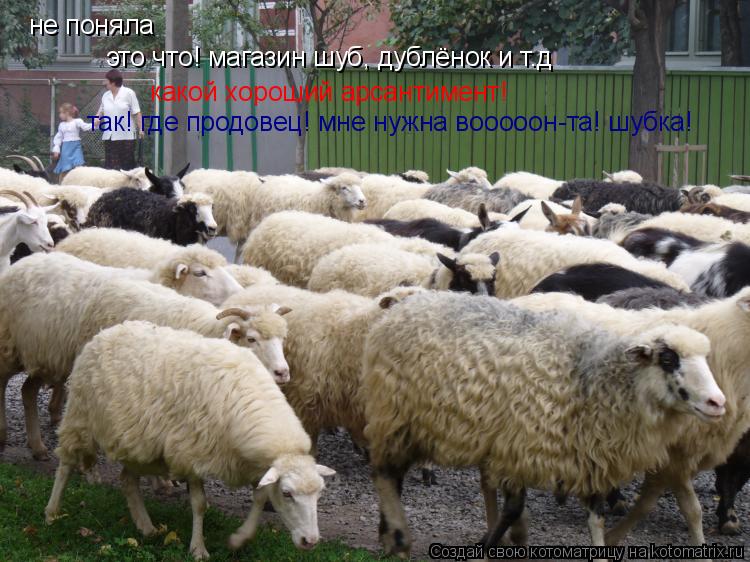 не поняла не поняла это что! магазин шуб, дублёнок и т.д какой хороший арсантимент! так! где продовец... Котоматрица: не поняла не поняла это что! магазин шуб, дублёнок и т.д какой хороший арсантимент! так! где продовец! мне нужна вооооон-та! шубка!