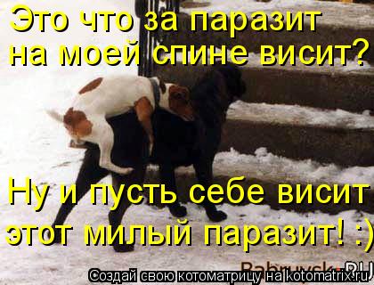 Это что за паразит на моей спине висит? Ну и пусть себе висит этот милый паразит! :)... Котоматрица: Это что за паразит на моей спине висит? Ну и пусть себе висит этот милый паразит! :)
