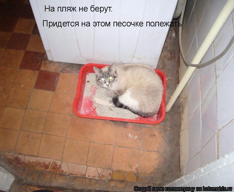 Котоматрица: На пляж не берут. Придется на этом песочке полежать