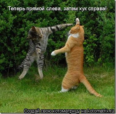 Котоматрица: Теперь прямой слева, затем хук справа!