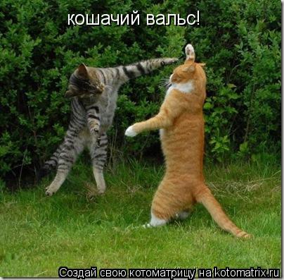 Котоматрица: кошачий вальс!