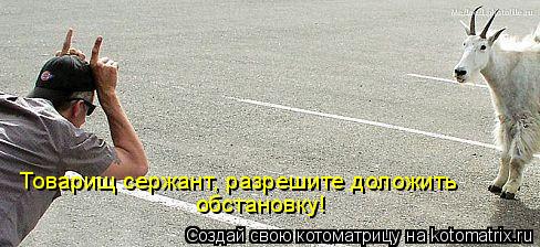 Котоматрица: Товарищ сержант, разрешите доложить обстановку!