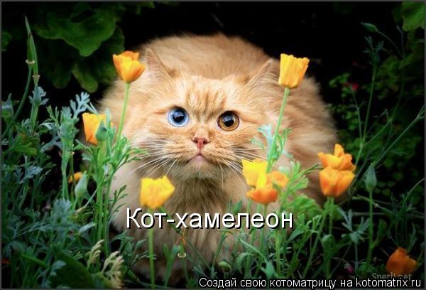 Котоматрица: Кот-хамелеон