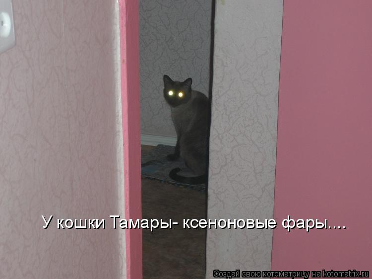 Котоматрица: У кошки Тамары- ксеноновые фары....